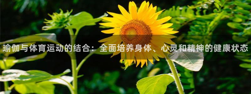 意昂5Kgame：瑜伽与体育运动的结合：全面培养身体、心灵和精神的健康状态